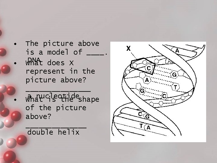  • • • The picture above is a model of ____. DNA does