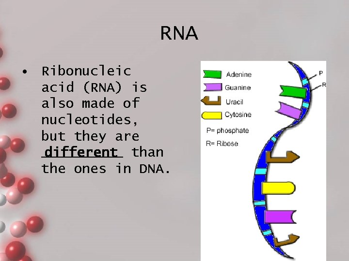 RNA • Ribonucleic acid (RNA) is also made of nucleotides, but they are _____