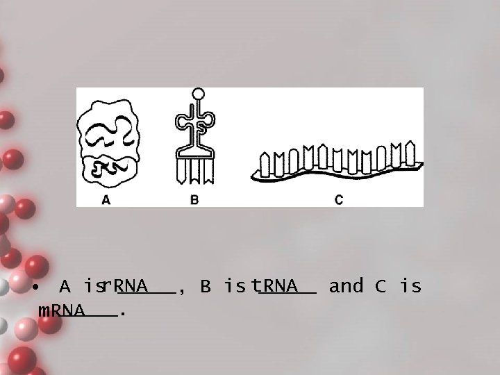  • A isr. RNA _____, B is t. RNA _____ and C is