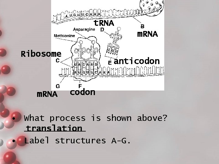 t. RNA m. RNA Ribosome m. RNA anticodon • What process is shown above?