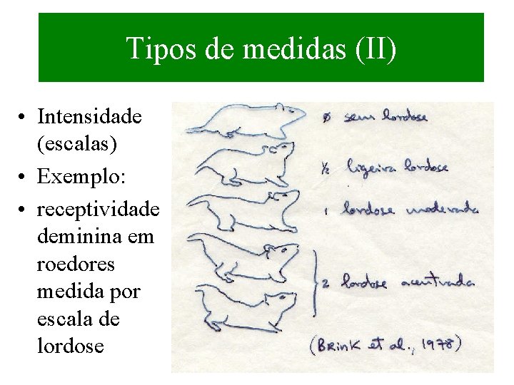Tipos de medidas (II) • Intensidade (escalas) • Exemplo: • receptividade deminina em roedores