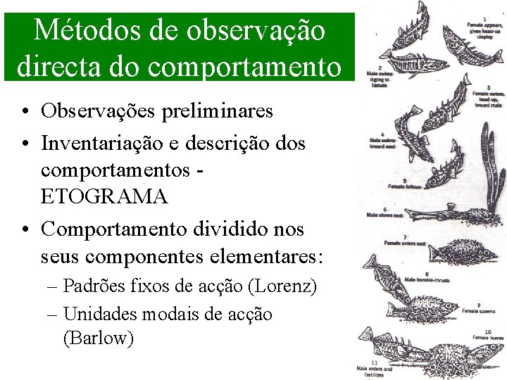 Métodos de observação directa do comportamento • Observações preliminares • Inventariação e descrição dos