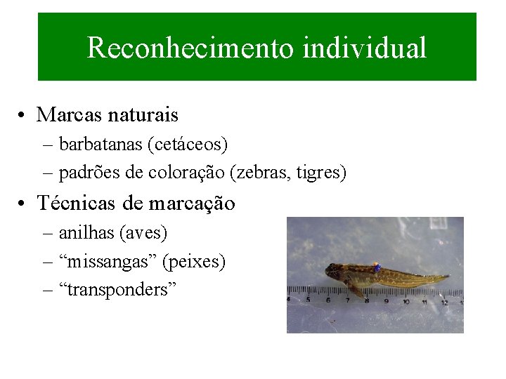 Reconhecimento individual • Marcas naturais – barbatanas (cetáceos) – padrões de coloração (zebras, tigres)