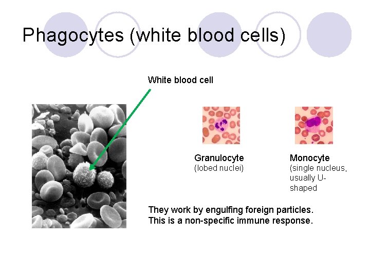 Phagocytes (white blood cells) White blood cell Granulocyte Monocyte (lobed nuclei) (single nucleus, usually