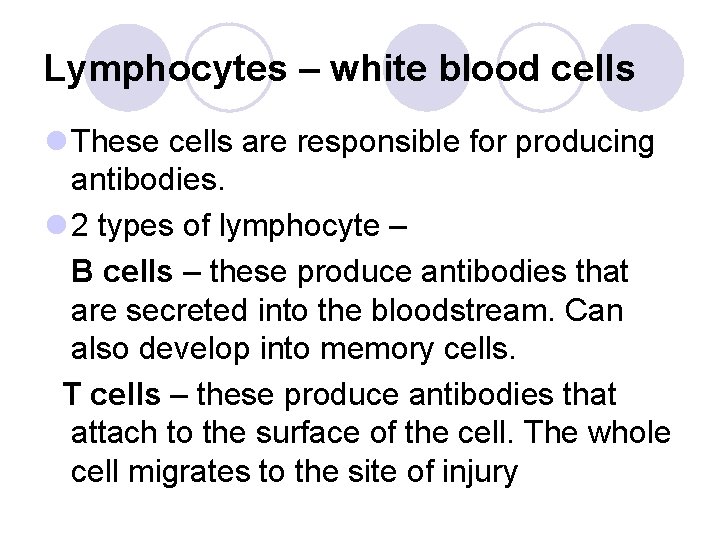 Lymphocytes – white blood cells l These cells are responsible for producing antibodies. l