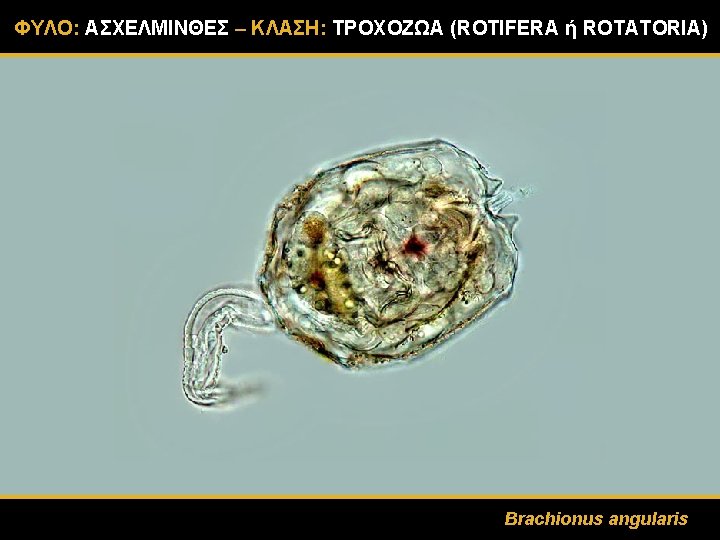ΦΥΛΟ: ΑΣΧΕΛΜΙΝΘΕΣ – ΚΛΑΣΗ: ΤΡΟΧΟΖΩΑ (ROTIFERA ή ROTATORIA) Brachionus angularis 