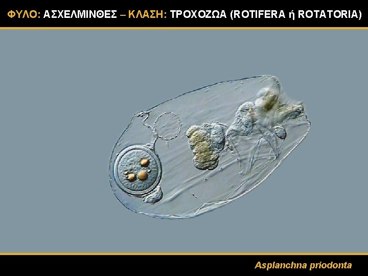 ΦΥΛΟ: ΑΣΧΕΛΜΙΝΘΕΣ – ΚΛΑΣΗ: ΤΡΟΧΟΖΩΑ (ROTIFERA ή ROTATORIA) Asplanchna priodonta 