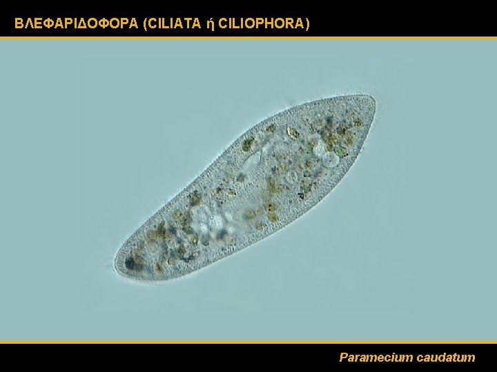 ΒΛΕΦΑΡΙΔΟΦΟΡΑ (CILIATA ή CILIOPHORA) Paramecium caudatum 