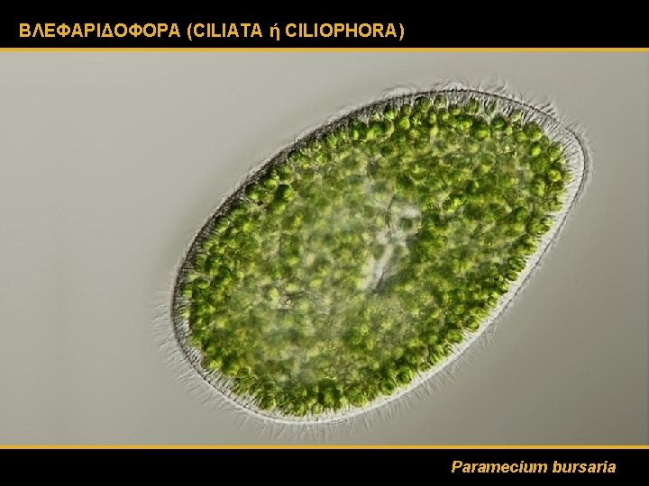 ΒΛΕΦΑΡΙΔΟΦΟΡΑ (CILIATA ή CILIOPHORA) Paramecium bursaria 
