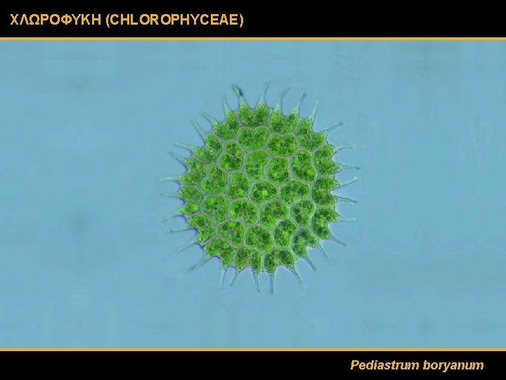 ΧΛΩΡΟΦΥΚΗ (CHLOROPHYCEAE) Pediastrum boryanum 