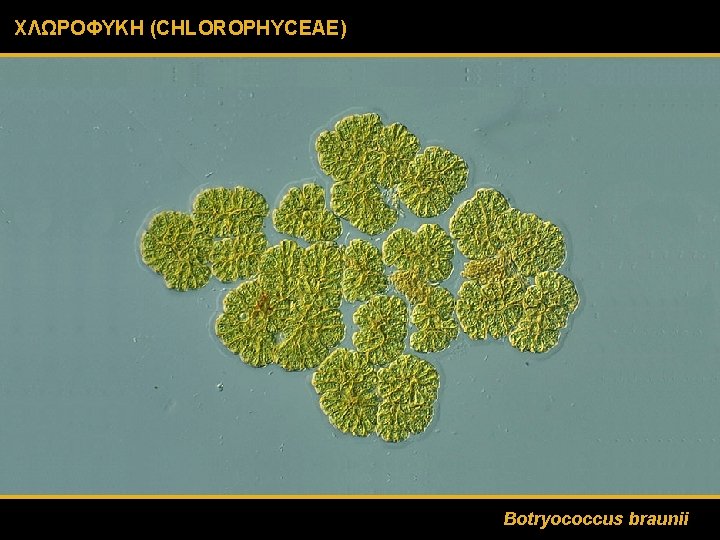 ΧΛΩΡΟΦΥΚΗ (CHLOROPHYCEAE) Botryococcus braunii 