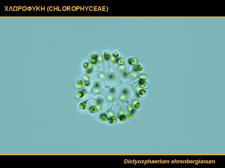 ΧΛΩΡΟΦΥΚΗ (CHLOROPHYCEAE) Dictyosphaerium ehrenbergianum 