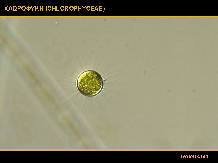 ΧΛΩΡΟΦΥΚΗ (CHLOROPHYCEAE) Golenkinia 