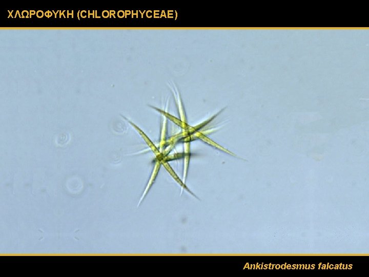 ΧΛΩΡΟΦΥΚΗ (CHLOROPHYCEAE) Ankistrodesmus falcatus 