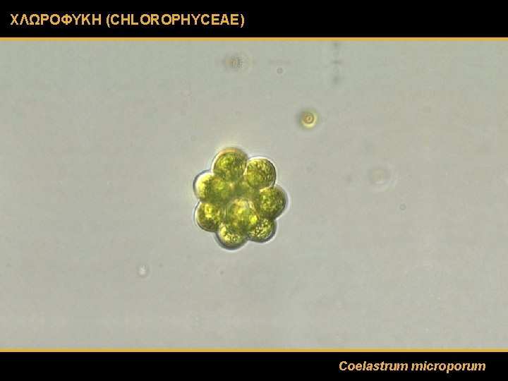ΧΛΩΡΟΦΥΚΗ (CHLOROPHYCEAE) Coelastrum microporum 