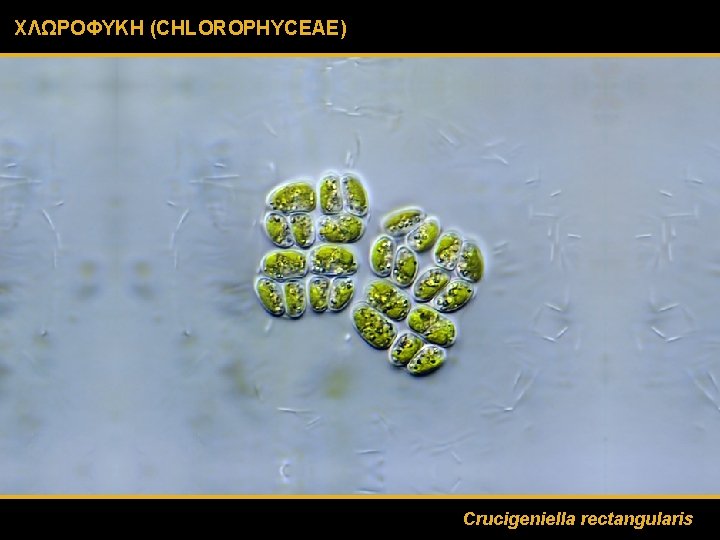 ΧΛΩΡΟΦΥΚΗ (CHLOROPHYCEAE) Crucigeniella rectangularis 