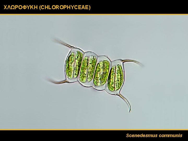 ΧΛΩΡΟΦΥΚΗ (CHLOROPHYCEAE) Scenedesmus communis 
