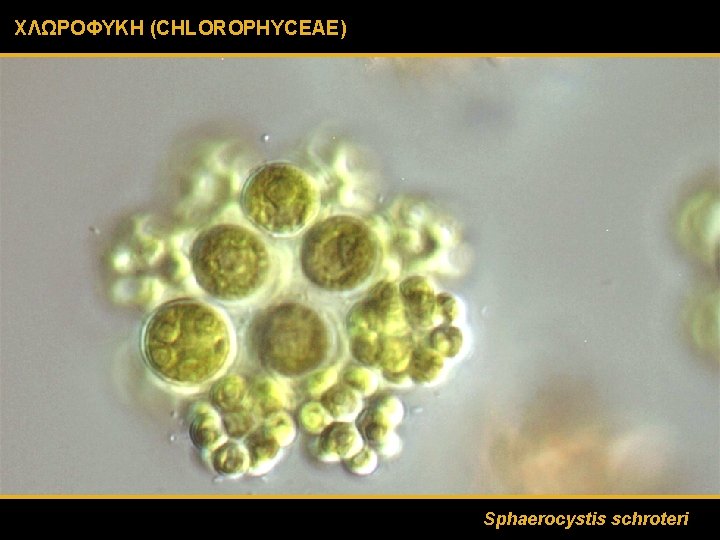 ΧΛΩΡΟΦΥΚΗ (CHLOROPHYCEAE) Sphaerocystis schroteri 