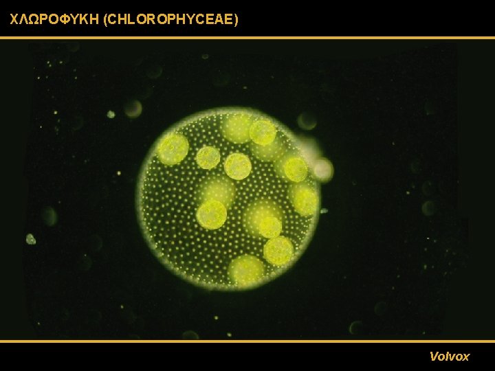 ΧΛΩΡΟΦΥΚΗ (CHLOROPHYCEAE) Volvox 