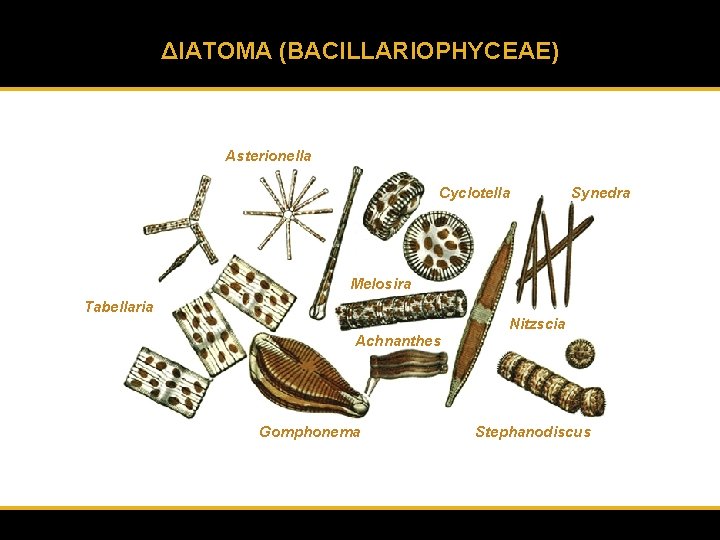 ΔΙΑΤΟΜΑ (BACILLARIOPHYCEAE) Asterionella Cyclotella Synedra Melosira Tabellaria Nitzscia Achnanthes Gomphonema Stephanodiscus 