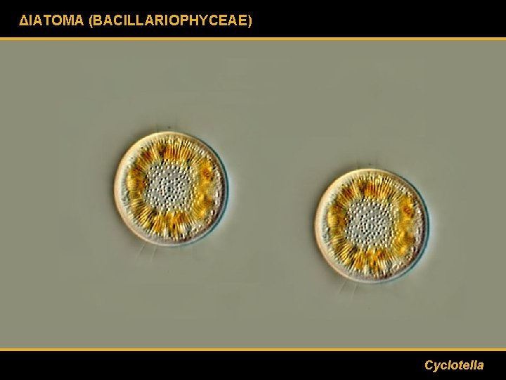 ΔΙΑΤΟΜΑ (BACILLARIOPHYCEAE) Cyclotella 
