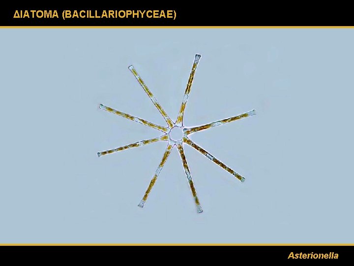 ΔΙΑΤΟΜΑ (BACILLARIOPHYCEAE) Asterionella 