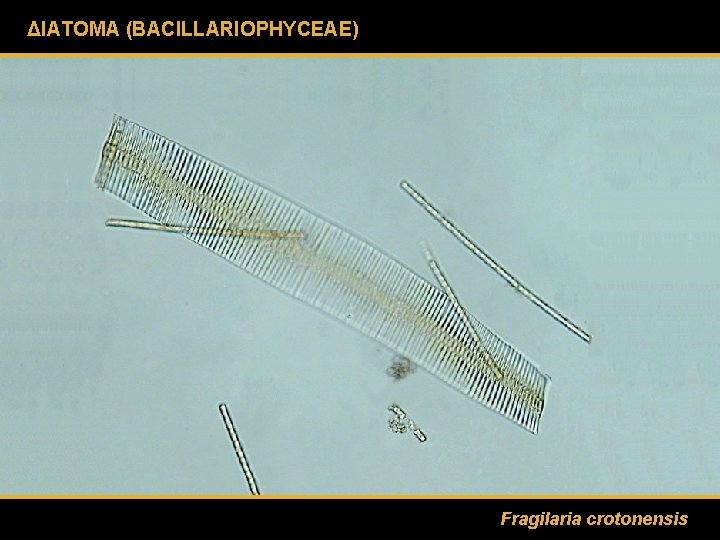 ΔΙΑΤΟΜΑ (BACILLARIOPHYCEAE) Fragilaria crotonensis 