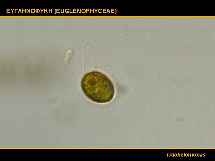 ΕΥΓΛΗΝΟΦΥΚΗ (EUGLENOPHYCEAE) Trachelomonas 