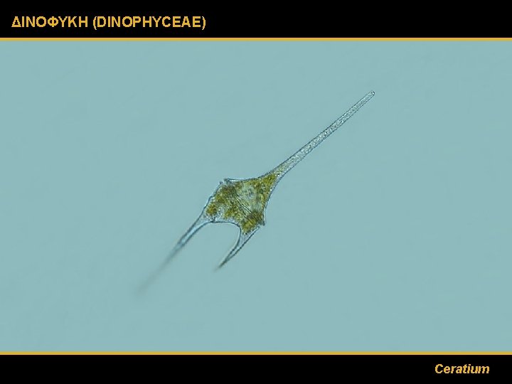 ΔΙΝΟΦΥΚΗ (DINOPHYCEAE) Ceratium 