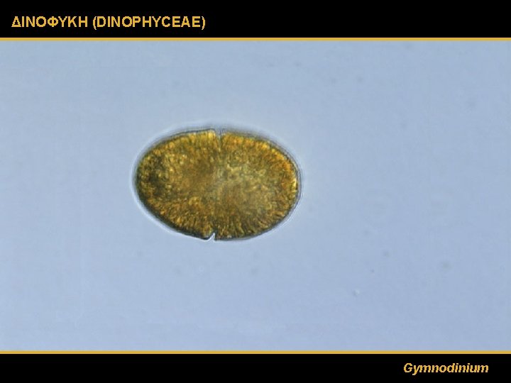 ΔΙΝΟΦΥΚΗ (DINOPHYCEAE) Gymnodinium 