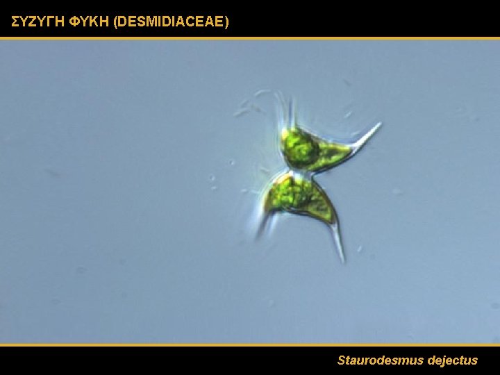 ΣΥΖΥΓΗ ΦΥΚΗ (DESMIDIACEAE) Staurodesmus dejectus 