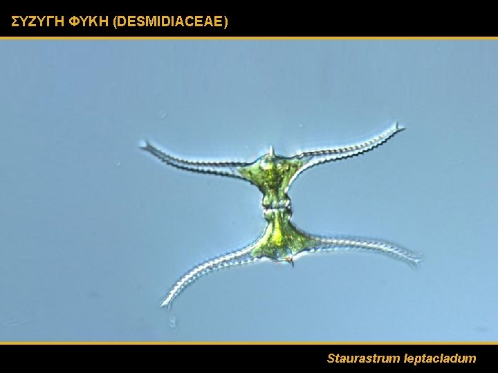 ΣΥΖΥΓΗ ΦΥΚΗ (DESMIDIACEAE) Staurastrum leptacladum 