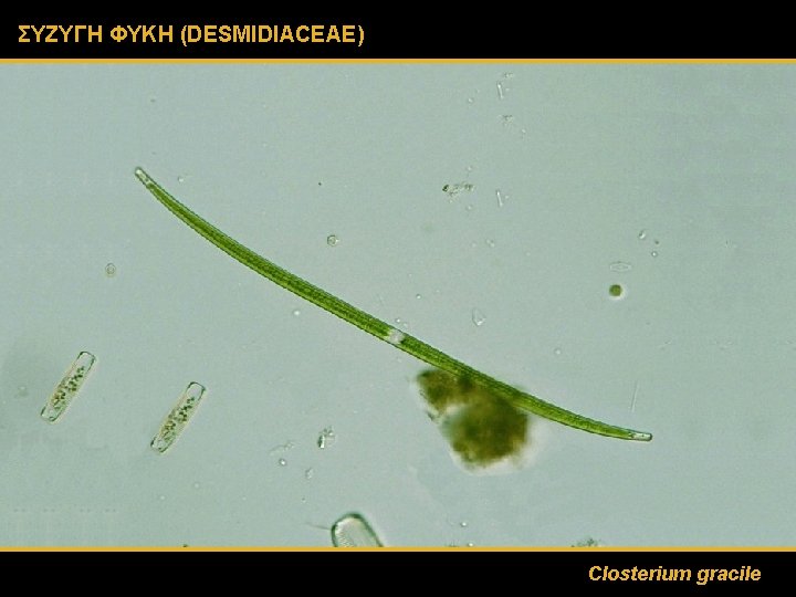 ΣΥΖΥΓΗ ΦΥΚΗ (DESMIDIACEAE) Closterium gracile 