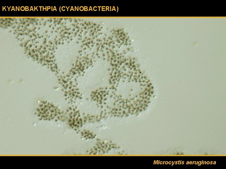 ΚΥΑΝΟΒΑΚΤΗΡΙΑ (CYANOBACTERIA) Microcystis aeruginosa 