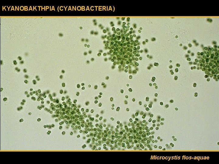 ΚΥΑΝΟΒΑΚΤΗΡΙΑ (CYANOBACTERIA) Microcystis flos-aquae 