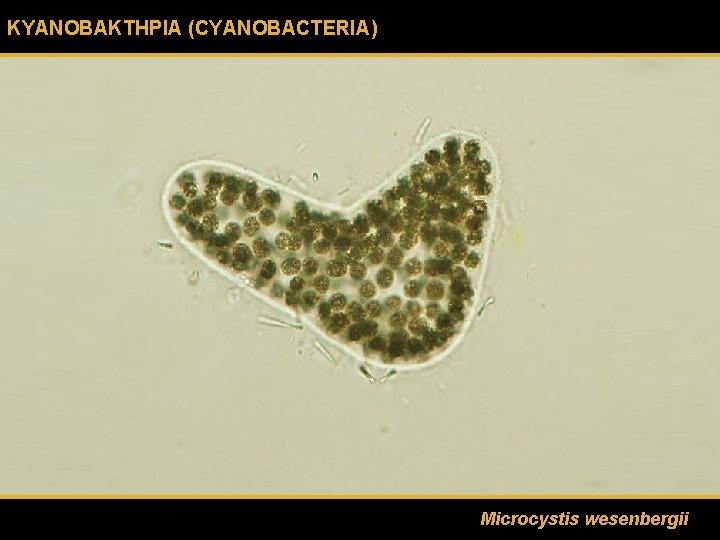 ΚΥΑΝΟΒΑΚΤΗΡΙΑ (CYANOBACTERIA) Microcystis wesenbergii 