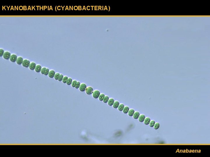 ΚΥΑΝΟΒΑΚΤΗΡΙΑ (CYANOBACTERIA) Αnabaena 