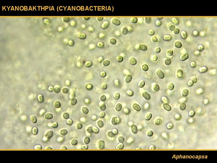 ΚΥΑΝΟΒΑΚΤΗΡΙΑ (CYANOBACTERIA) Aphanocapsa 