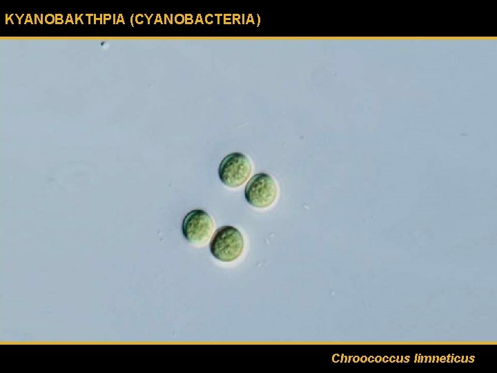 ΚΥΑΝΟΒΑΚΤΗΡΙΑ (CYANOBACTERIA) Chroococcus limneticus 