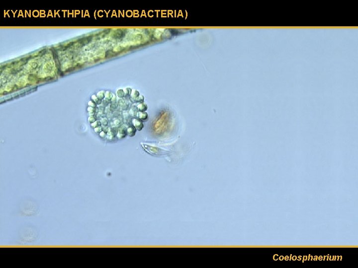 ΚΥΑΝΟΒΑΚΤΗΡΙΑ (CYANOBACTERIA) Coelosphaerium 