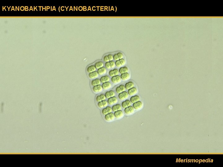 ΚΥΑΝΟΒΑΚΤΗΡΙΑ (CYANOBACTERIA) Merismopedia 