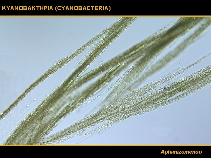 ΚΥΑΝΟΒΑΚΤΗΡΙΑ (CYANOBACTERIA) Aphanizomenon 