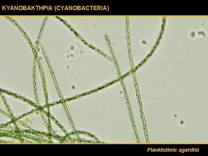 ΚΥΑΝΟΒΑΚΤΗΡΙΑ (CYANOBACTERIA) Planktothrix agardhii 