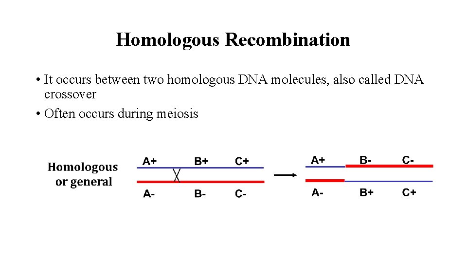 Homologous Recombination • It occurs between two homologous DNA molecules, also called DNA crossover