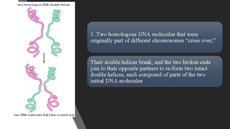 1. Two homologous DNA molecules that were originally part of different chromosomes “cross over;
