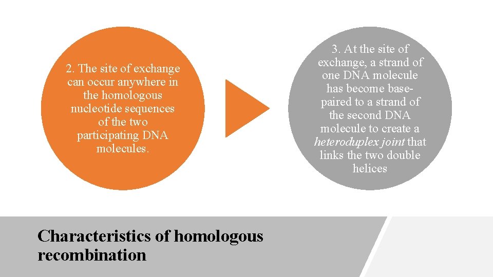 2. The site of exchange can occur anywhere in the homologous nucleotide sequences of