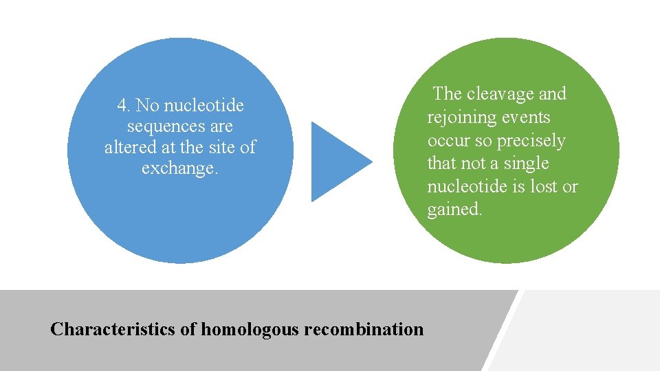 4. No nucleotide sequences are altered at the site of exchange. Characteristics of homologous