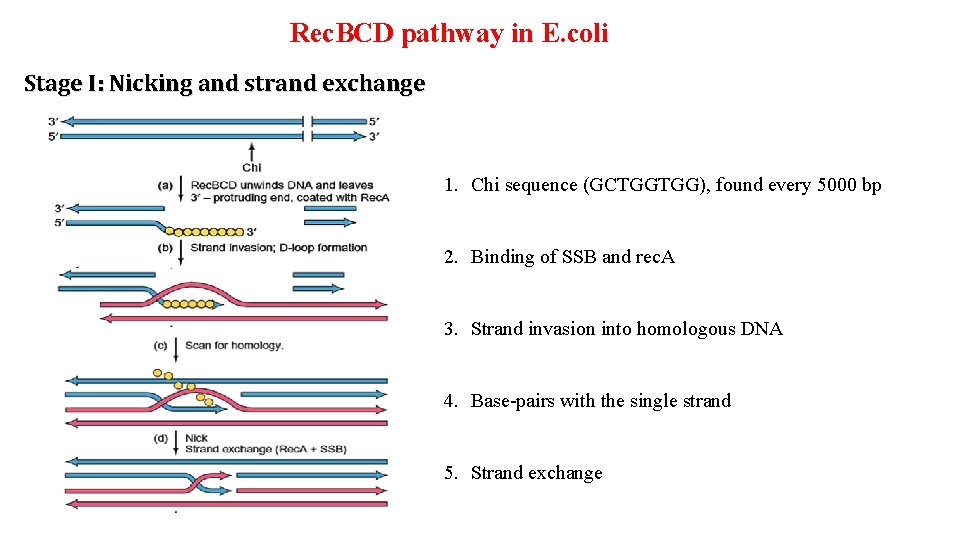 Rec. BCD pathway in E. coli Stage I: Nicking and strand exchange 1. Chi