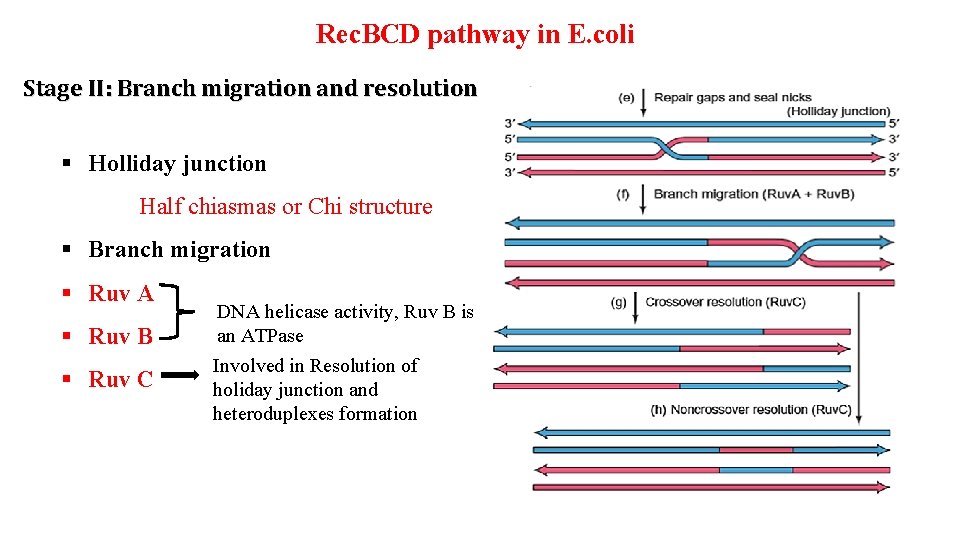 Rec. BCD pathway in E. coli Stage II: Branch migration and resolution § Holliday