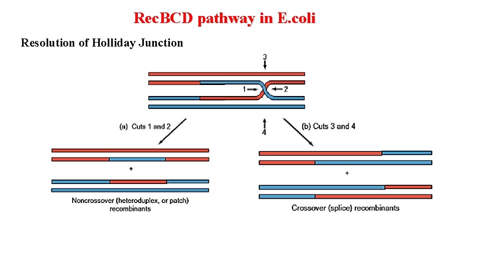 Rec. BCD pathway in E. coli Resolution of Holliday Junction 
